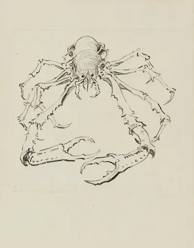 Araignee De Mer Dessin Pour La Cul De Lampe De Lintroduction