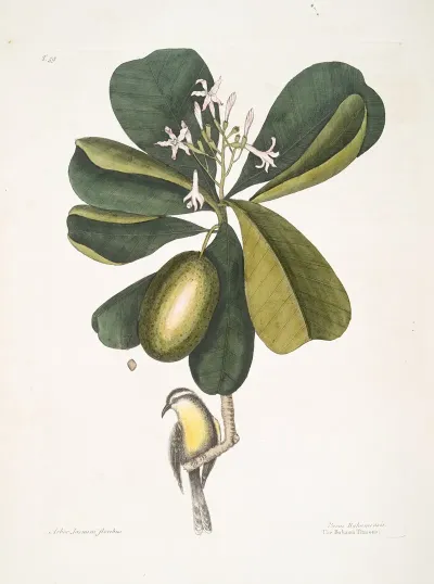 Arbor Jasmini Floribus The Seven Years Apple Parus Bahamensis The Bahama Titmous