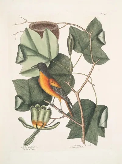 Arbor Tulipifera The Tulip Tree Icterus The Baltimore Bird