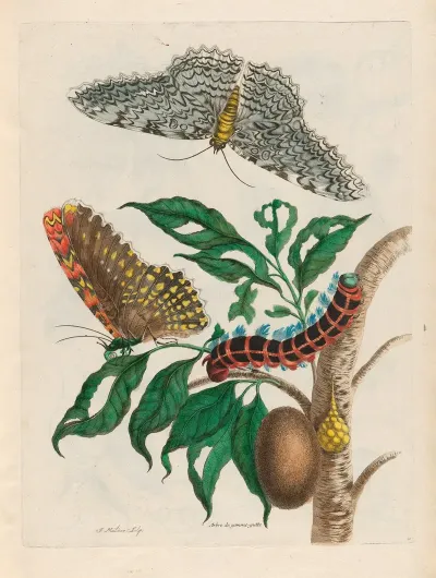Arbre De Gomme Gutte 2