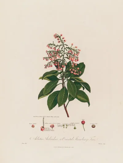 Arbutus Andrachne Or Oriental Strawberry Tree