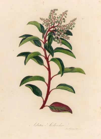 Arbutus Andrachne