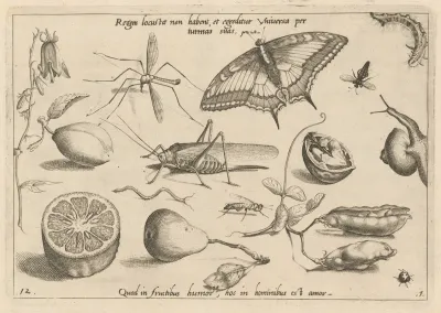 Archetypa Studiaque Patris Georgii Hoefnagelii Pl 04