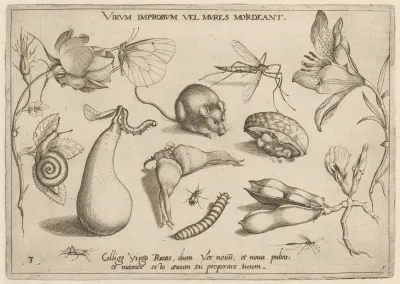 Archetypa Studiaque Patris Georgii Hoefnagelii Pl 06