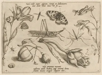 Archetypa Studiaque Patris Georgii Hoefnagelii Pl 07