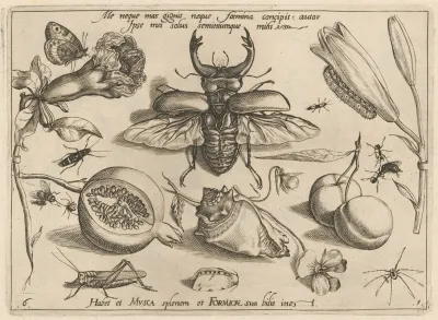 Archetypa Studiaque Patris Georgii Hoefnagelii Pl 08