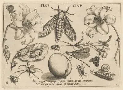 Archetypa Studiaque Patris Georgii Hoefnagelii Pl 10