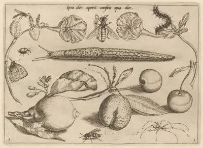 Archetypa Studiaque Patris Georgii Hoefnagelii Pl 11