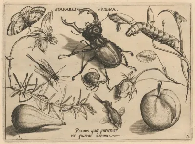 Archetypa Studiaque Patris Georgii Hoefnagelii Pl 13