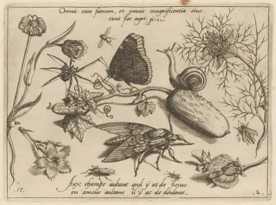 Archetypa Studiaque Patris Georgii Hoefnagelii Pl 15