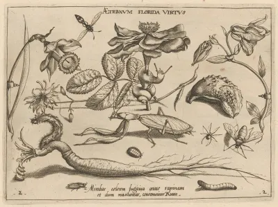 Archetypa Studiaque Patris Georgii Hoefnagelii Pl 17