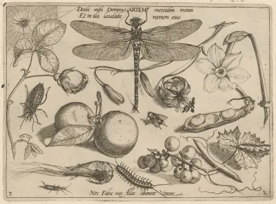 Archetypa Studiaque Patris Georgii Hoefnagelii Pl 18