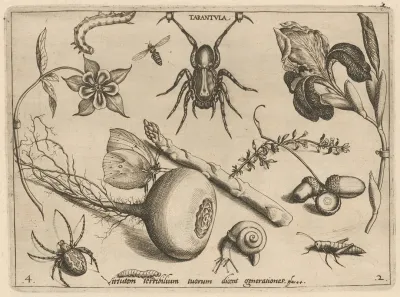 Archetypa Studiaque Patris Georgii Hoefnagelii Pl 19