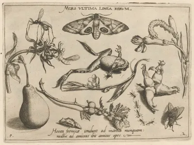 Archetypa Studiaque Patris Georgii Hoefnagelii Pl 20