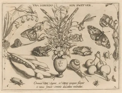 Archetypa Studiaque Patris Georgii Hoefnagelii Pl 21