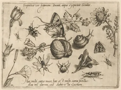 Archetypa Studiaque Patris Georgii Hoefnagelii Pl 28