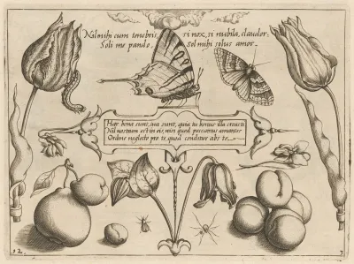 Archetypa Studiaque Patris Georgii Hoefnagelii Pl 29