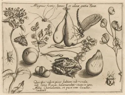Archetypa Studiaque Patris Georgii Hoefnagelii Pl 31