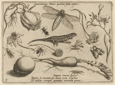 Archetypa Studiaque Patris Georgii Hoefnagelii Pl 33