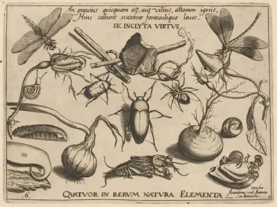 Archetypa Studiaque Patris Georgii Hoefnagelii Pl 34