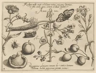 Archetypa Studiaque Patris Georgii Hoefnagelii Pl 35