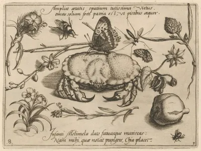 Archetypa Studiaque Patris Georgii Hoefnagelii Pl 36