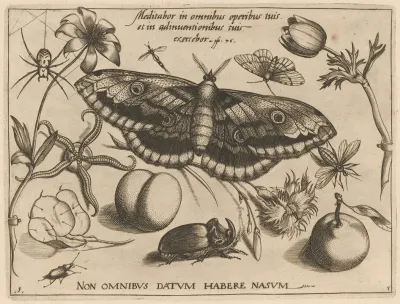 Archetypa Studiaque Patris Georgii Hoefnagelii Pl 38