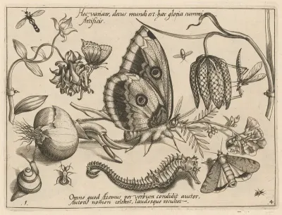 Archetypa Studiaque Patris Georgii Hoefnagelii Pl 39