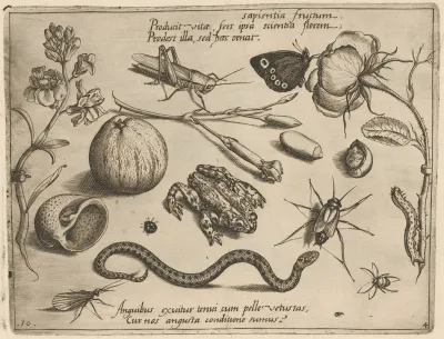 Archetypa Studiaque Patris Georgii Hoefnagelii Pl 40