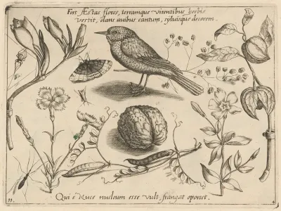 Archetypa Studiaque Patris Georgii Hoefnagelii Pl 41