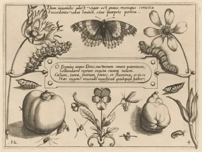 Archetypa Studiaque Patris Georgii Hoefnagelii Pl 42