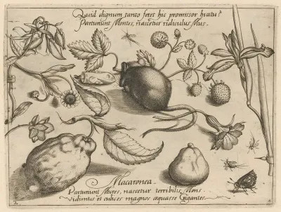 Archetypa Studiaque Patris Georgii Hoefnagelii Pl 43