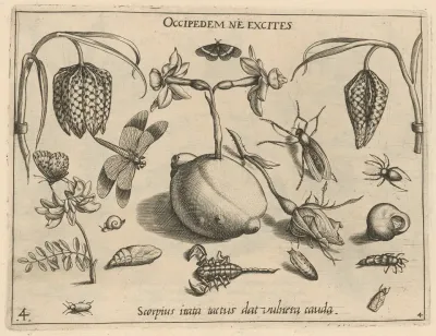 Archetypa Studiaque Patris Georgii Hoefnagelii Pl 45