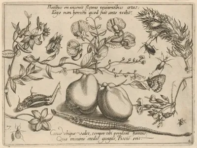 Archetypa Studiaque Patris Georgii Hoefnagelii Pl 48