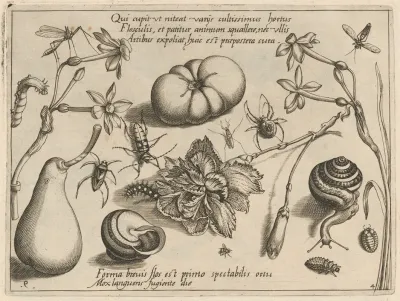 Archetypa Studiaque Patris Georgii Hoefnagelii Pl 50