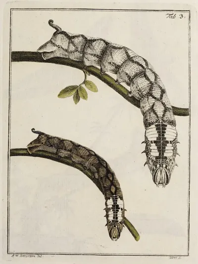 Archives De Lhistoire Des Insectes Pl 03