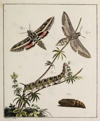 Archives De Lhistoire Des Insectes Pl 04