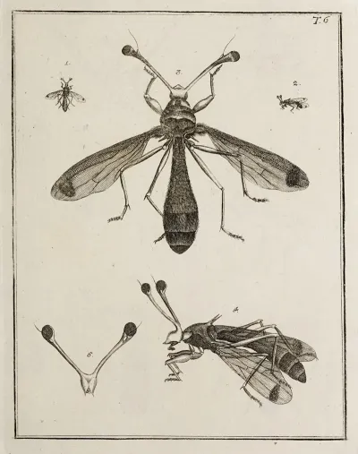 Archives De Lhistoire Des Insectes Pl 06