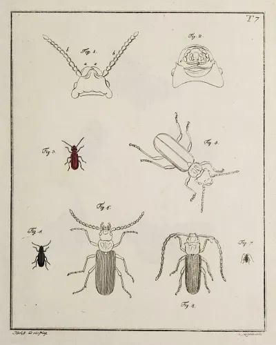 Archives De Lhistoire Des Insectes Pl 07
