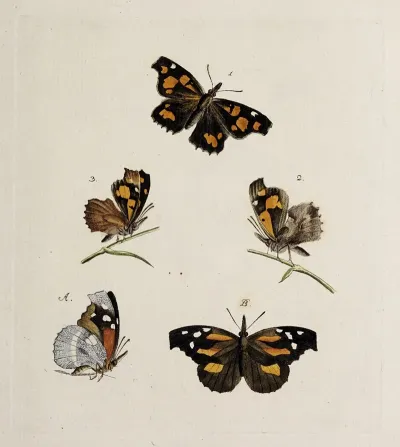 Archives De Lhistoire Des Insectes Pl 08