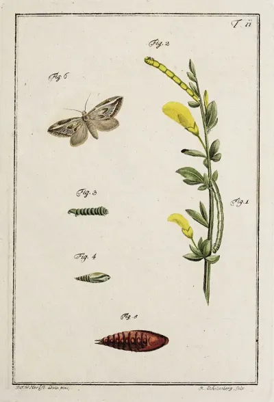 Archives De Lhistoire Des Insectes Pl 11