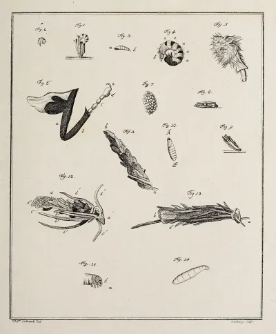Archives De Lhistoire Des Insectes Pl 12