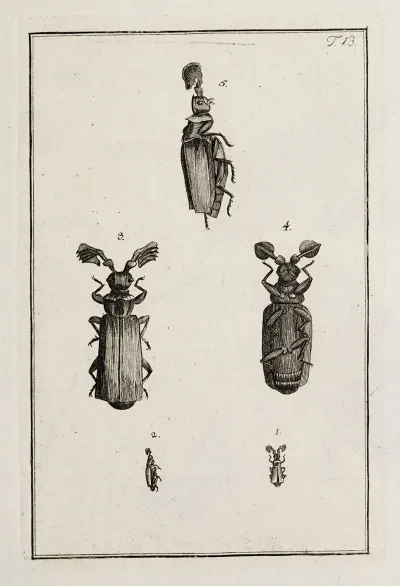 Archives De Lhistoire Des Insectes Pl 13