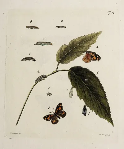 Archives De Lhistoire Des Insectes Pl 14