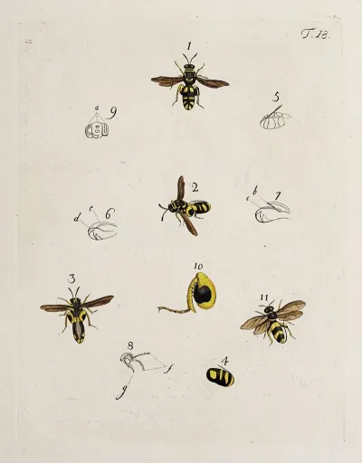 Archives De Lhistoire Des Insectes Pl 18