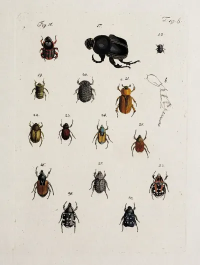 Archives De Lhistoire Des Insectes Pl 20