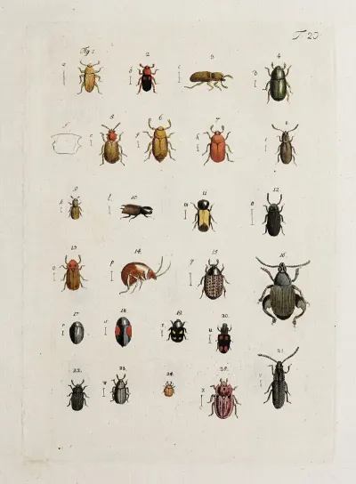 Archives De Lhistoire Des Insectes Pl 21