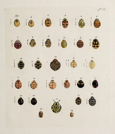Archives De Lhistoire Des Insectes Pl 23