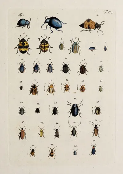 Archives De Lhistoire Des Insectes Pl 24