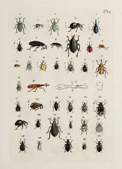 Archives De Lhistoire Des Insectes Pl 25